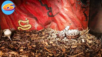 Venomous Pygmy Rattlesnake Strike Compilation: Comment Favorite Below!