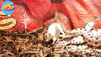 Venomous Pygmy Rattlesnake Strike Compilation: Comment Favorite Below!