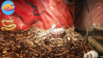 Venomous Pygmy Rattlesnake Strike Compilation: Comment Favorite Below!