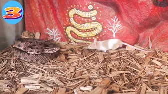 Venomous Pygmy Rattlesnake Strike Compilation: Comment Favorite Below!