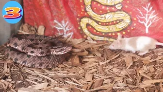 Venomous Pygmy Rattlesnake Strike Compilation: Comment Favorite Below!