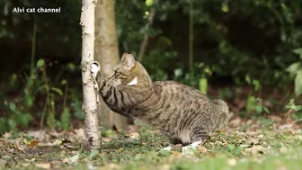 Ultimate compilation of cats scratching objects