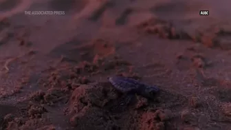 Endangered baby turtles released at Australian beach