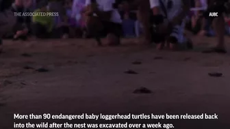 Endangered baby turtles released at Australian beach