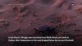 Endangered baby turtles released at Australian beach