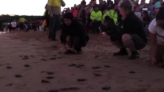 Endangered baby turtles released at Australian beach