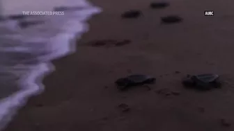 Endangered baby turtles released at Australian beach