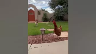 Funny Pup Gets Instant Karma While Chasing Chicken!