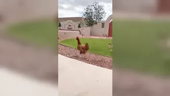 Funny Pup Gets Instant Karma While Chasing Chicken!