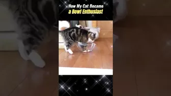 Funny Cat Loves Its Bowl So Much!❤️LOL Compilation!????