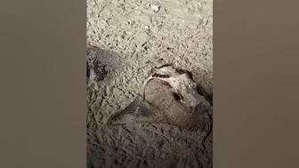 Dozens Of Dead Stingrays Found On Beach In Brazil