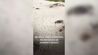 Dozens Of Dead Stingrays Found On Beach In Brazil