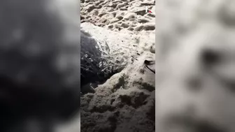 Dozens Of Dead Stingrays Found On Beach In Brazil