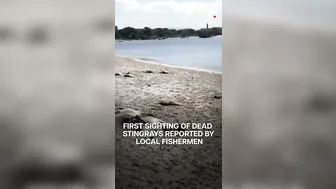 Dozens Of Dead Stingrays Found On Beach In Brazil