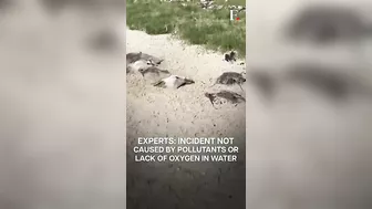 Dozens Of Dead Stingrays Found On Beach In Brazil