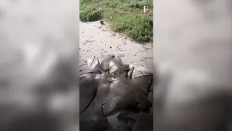 Dozens Of Dead Stingrays Found On Beach In Brazil