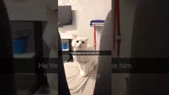 Memes I found on TikTok part 2