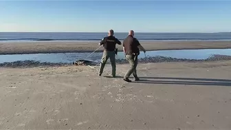 Later, gator! Alligator removed from beach in St. Simons Island