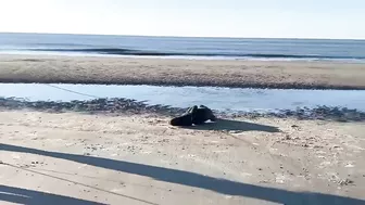 Later, gator! Alligator removed from beach in St. Simons Island