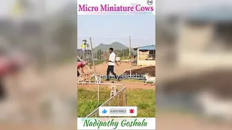 Mini Cows in grass Goshala #yt #craft #video #shorts #nature #pets #instagram #youtubeshorts