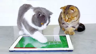 Cats Play iPad Games