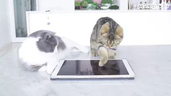 Cats Play iPad Games