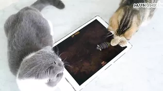 Cats Play iPad Games