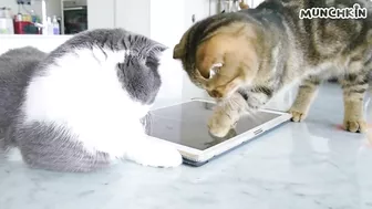 Cats Play iPad Games