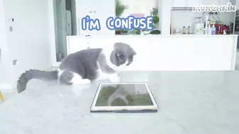 Cats Play iPad Games