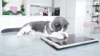 Cats Play iPad Games