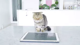 Cats Play iPad Games