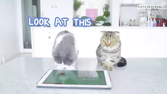 Cats Play iPad Games