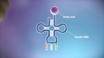 From DNA to protein - 3D