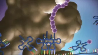 From DNA to protein - 3D