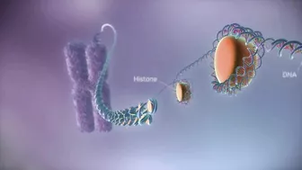 From DNA to protein - 3D