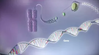 From DNA to protein - 3D