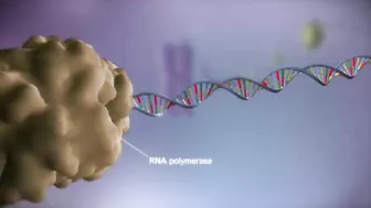 From DNA to protein - 3D