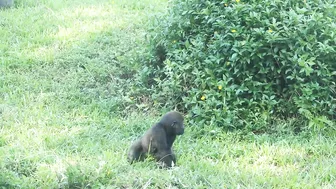 gorilla baby Jabali / compilation of chase Reeves's muntjac  /金剛猩猩Jabali追逐山羌彙編