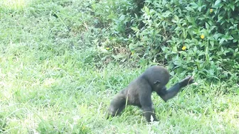 gorilla baby Jabali / compilation of chase Reeves's muntjac  /金剛猩猩Jabali追逐山羌彙編