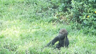 gorilla baby Jabali / compilation of chase Reeves's muntjac  /金剛猩猩Jabali追逐山羌彙編