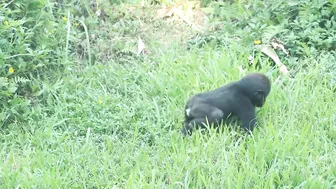 gorilla baby Jabali / compilation of chase Reeves's muntjac  /金剛猩猩Jabali追逐山羌彙編