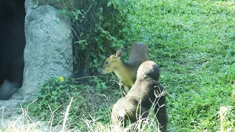 gorilla baby Jabali / compilation of chase Reeves's muntjac  /金剛猩猩Jabali追逐山羌彙編