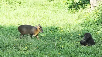 gorilla baby Jabali / compilation of chase Reeves's muntjac  /金剛猩猩Jabali追逐山羌彙編