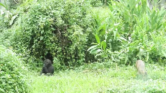 gorilla baby Jabali / compilation of chase Reeves's muntjac  /金剛猩猩Jabali追逐山羌彙編