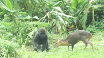 gorilla baby Jabali / compilation of chase Reeves's muntjac  /金剛猩猩Jabali追逐山羌彙編