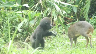 gorilla baby Jabali / compilation of chase Reeves's muntjac  /金剛猩猩Jabali追逐山羌彙編