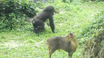 gorilla baby Jabali / compilation of chase Reeves's muntjac  /金剛猩猩Jabali追逐山羌彙編