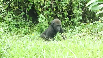 gorilla baby Jabali / compilation of chase Reeves's muntjac  /金剛猩猩Jabali追逐山羌彙編