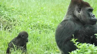 gorilla baby Jabali / compilation of chase Reeves's muntjac  /金剛猩猩Jabali追逐山羌彙編