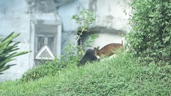 gorilla baby Jabali / compilation of chase Reeves's muntjac  /金剛猩猩Jabali追逐山羌彙編